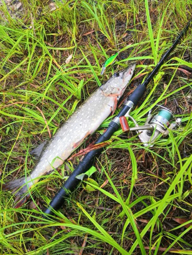Novexa Pike Jerkbait